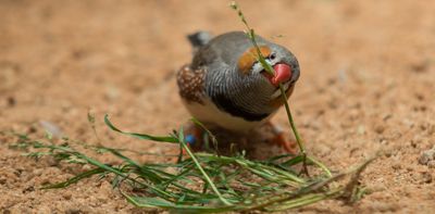 Birds' nests express their unique style and past experiences