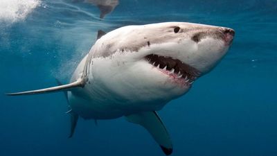 Calls for more shark tech after flurry of SA attacks
