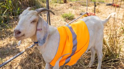 No kidding, goats hired to help clear rail network