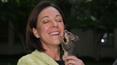 Logging ban can save Australia's iconic mammals: MP