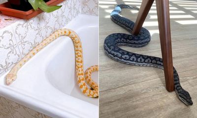 Snakes alive: Sydney woman reunited with pet pythons allegedly dumped on street by ex