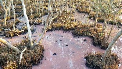 'Strike me pink' wetlands mystery solved by scientists