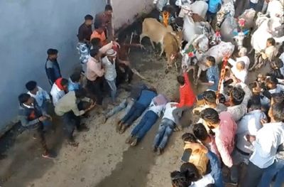 Blessings amid joy in Madhya Pradesh: Cows walk over devotees in unique Diwali tradition