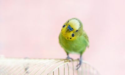The pet I’ll never forget: Queenie, the mysterious budgie who beguiled us all
