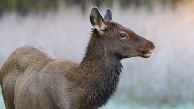 Elk charges at dim-witted tourist doing a bizarre elk impression