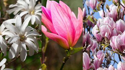 Best magnolia trees – choose one of these magical varieties and it will light up your yard