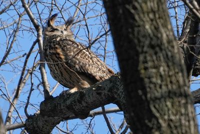 Escaped owl may be on a hopeless hunt for love in NYC