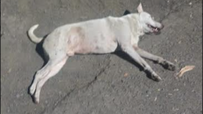 Street animals hurt, or missing, due to bursting of loud Diwali crackers in Navi Mumbai