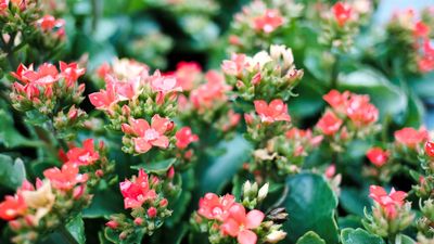 How to care for a kalanchoe – advice on growing and propagating this flowering houseplant