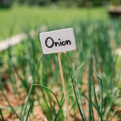 How to grow onions from onion sets for a fantastically flavourful crop