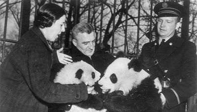 Pandas are leaving U.S. zoos. They made their American debut in Chicago.