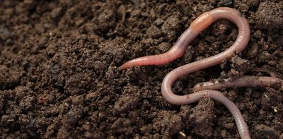 Earthworms are our friends – but they will make the climate crisis worse if we're not careful