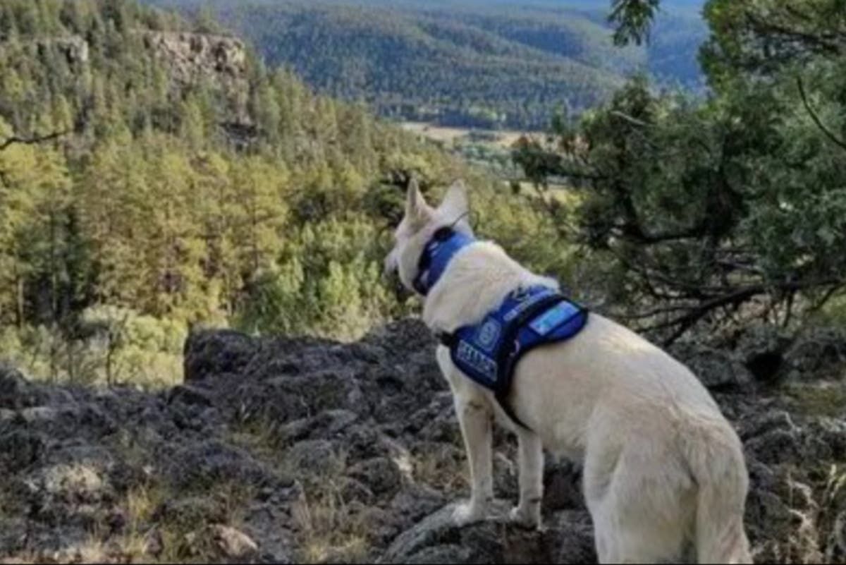 Missing Hiker Found Dead With Dog Alive Beside Him