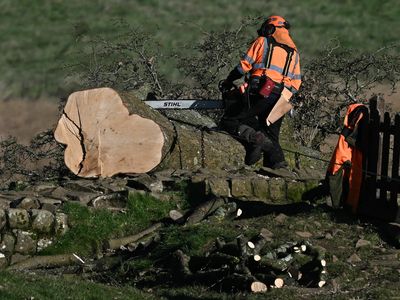 Hadrian's Wall was damaged when the Sycamore Gap tree came down, analysis finds