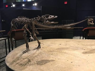 Dinosaur Study Suggests Some Species Lived Underground