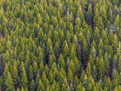 Forests Can Store Massive Amounts Of Carbon To Combat Climate: Study