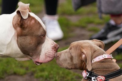 Applications opened for owners to register XL bully dogs