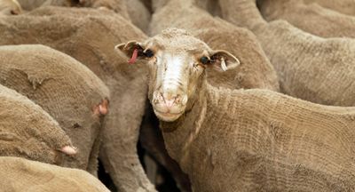 Live animal export is depraved and brutal. Its end can’t come quickly enough