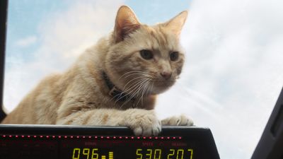 Goose The Cat: What To Know About The Marvels Breakout Star In Real Life