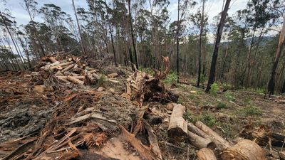 Forestry Corporation hit with stop work order over dens