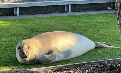 Neil the 600kg seal stops Tasmanian woman going to work after taking nap in front of her car