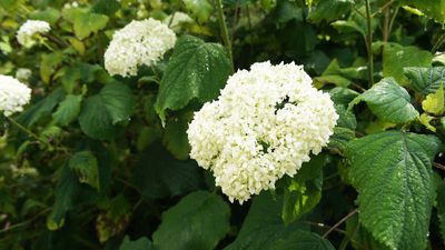 When and how to plant Annabelle hydrangeas – 7 steps for success with this desirable shrub