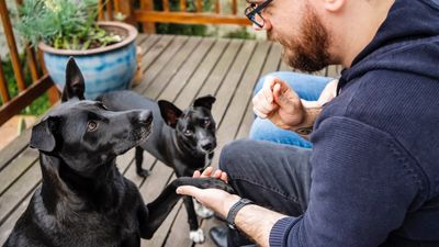 Grab and hold your dog's attention with just one simple step, according to this expert trainer