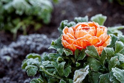 5 things you can use to cover outdoor plants to protect them from frost - they're ideas that gardeners swear by