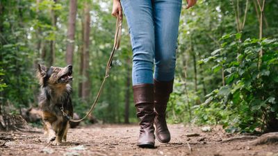 Trainer shares five reasons to leash your dog — and number four really surprised us