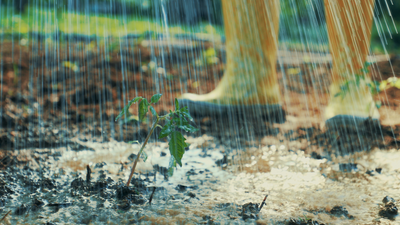 7 expert-approved steps to protect your garden from stormy weather conditions