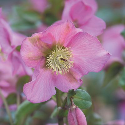 10 winter flowers to plant now for a flurry of blooms over the colder months