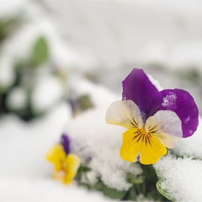 22 winter flowers to plant now if you want colourful blooms for Christmas