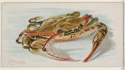 A crab: every bit of its armour is a container for a precious object