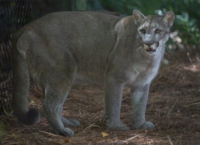 Endangered panthers run over and killed in Florida
