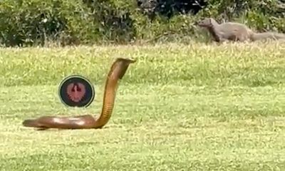 Watch: Angry cobra makes teeing off difficult for lady golfers