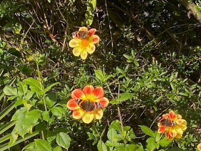 Expert Explains Why Butterfly Sightings In November Are ‘very Worrying’