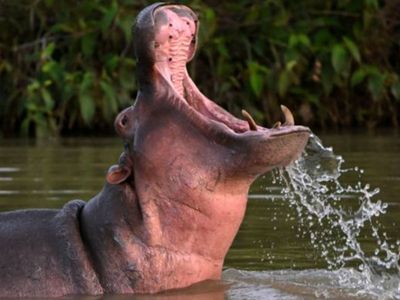 Colombia begins sterilization of hippos descended from pets of drug kingpin Pablo Escobar