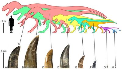 Smaller Carnivores Found To Feast On Giant Long-Necked Dinosaurs