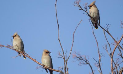 Country diary: Willing the waxwings south