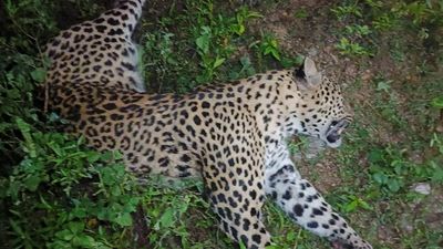 Young female leopard found dead near Pernambut town in Vellore