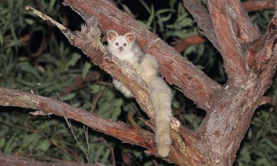 NSW forestry agency given another stop work order after EPA identifies endangered greater glider habitat