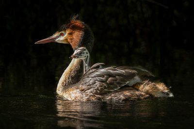 New Zealand’s Bird of Century poll winner revealed after ‘alarmingly aggressive’ campaign by John Oliver