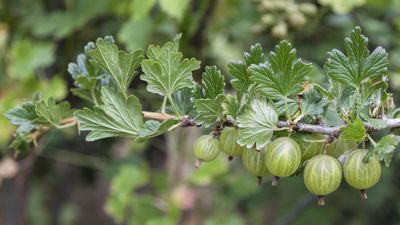 When and how to prune gooseberries – tips from an experienced kitchen gardener to keep plants super-productive