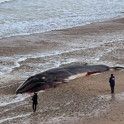 Huge whale washes up on Newquay beach as residents share heartbreak