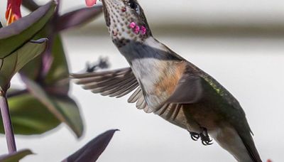 Chasing Illinois’ first sighting of a broad-tailed hummingbird