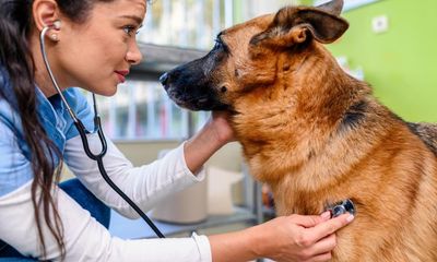 What have I learned after three years of dog ownership? Beware of the vet bills