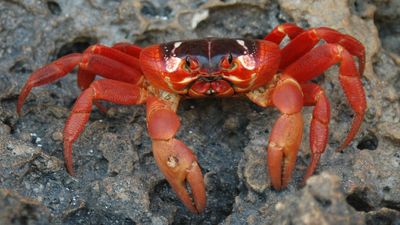 Crabs keep evolving to go from the sea to the land — and back again