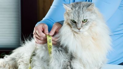 Here's what happens when cats get too fat (it involves acidic poop)