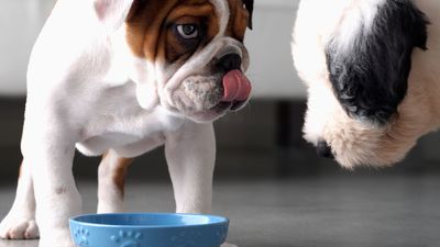 2 Salmonella outbreaks linked to pet foods hit US and Canada