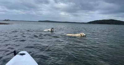Beloved family dogs Kaos and Paisley's epic swim and rescue from Swansea Channel island
